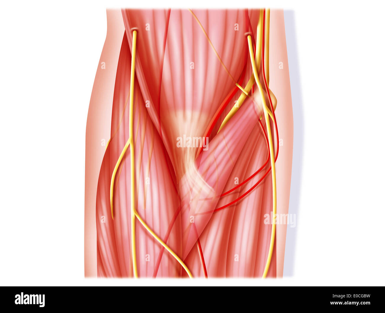 Elbow, anatomy Stock Photo