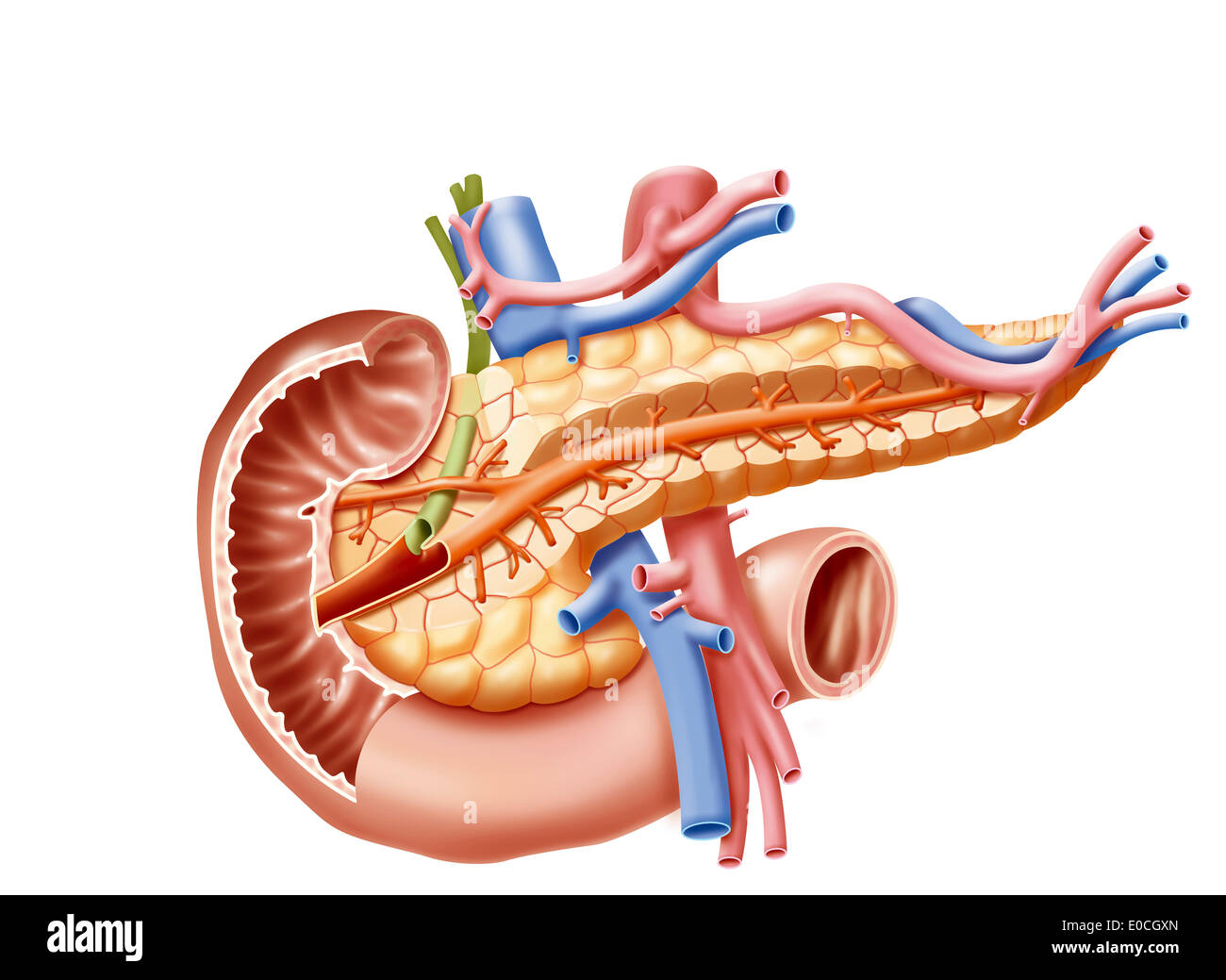 Pancreas Drawing Stock Photo Alamy