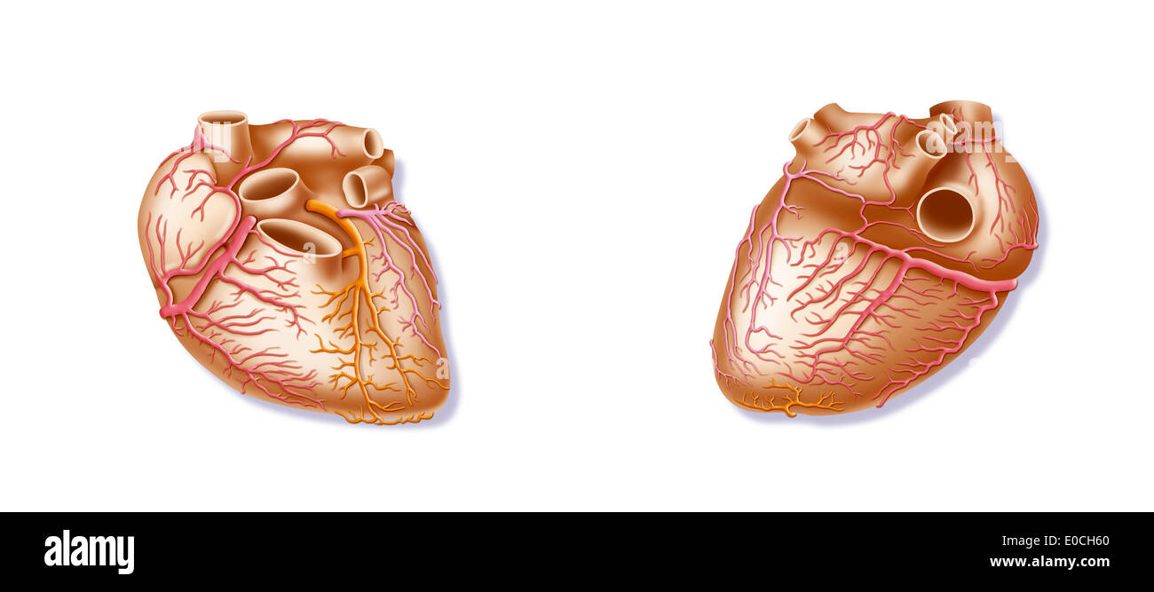 Heart, illustration Stock Photo