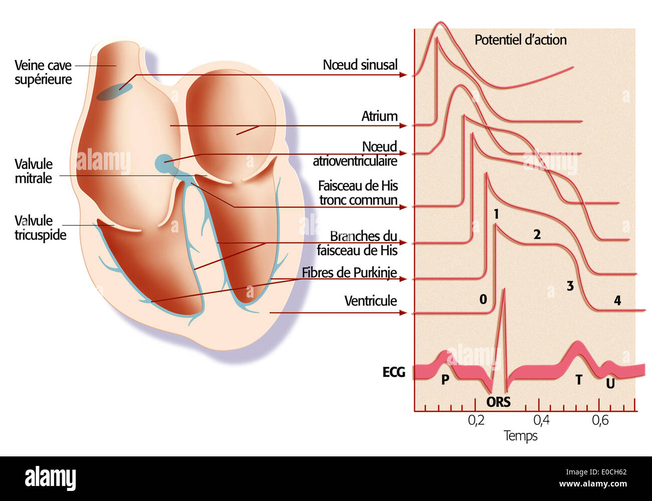 Heart rate, illustration Stock Photo