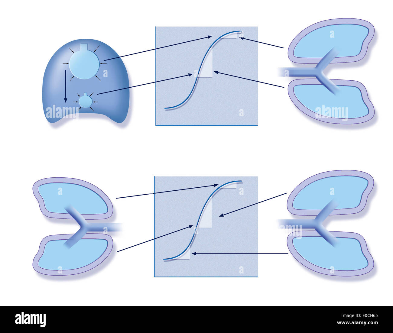 Dynamic Compression Of The Airways Lung Pulmonary Compliance Pursed Lip  Breathing PNG, Clipart, Abdomen, Angle, Area