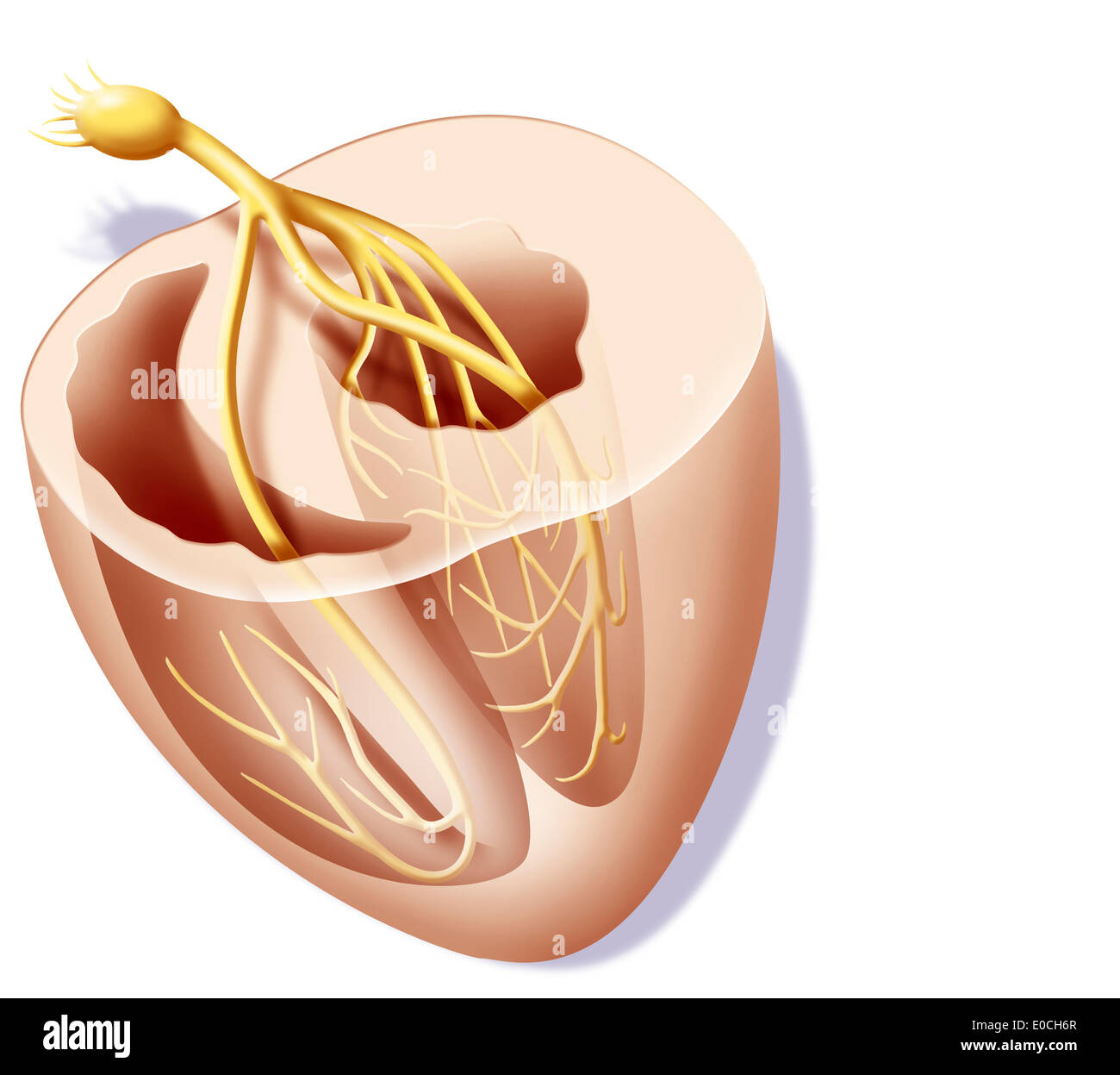 Heart rate, illustration Stock Photo