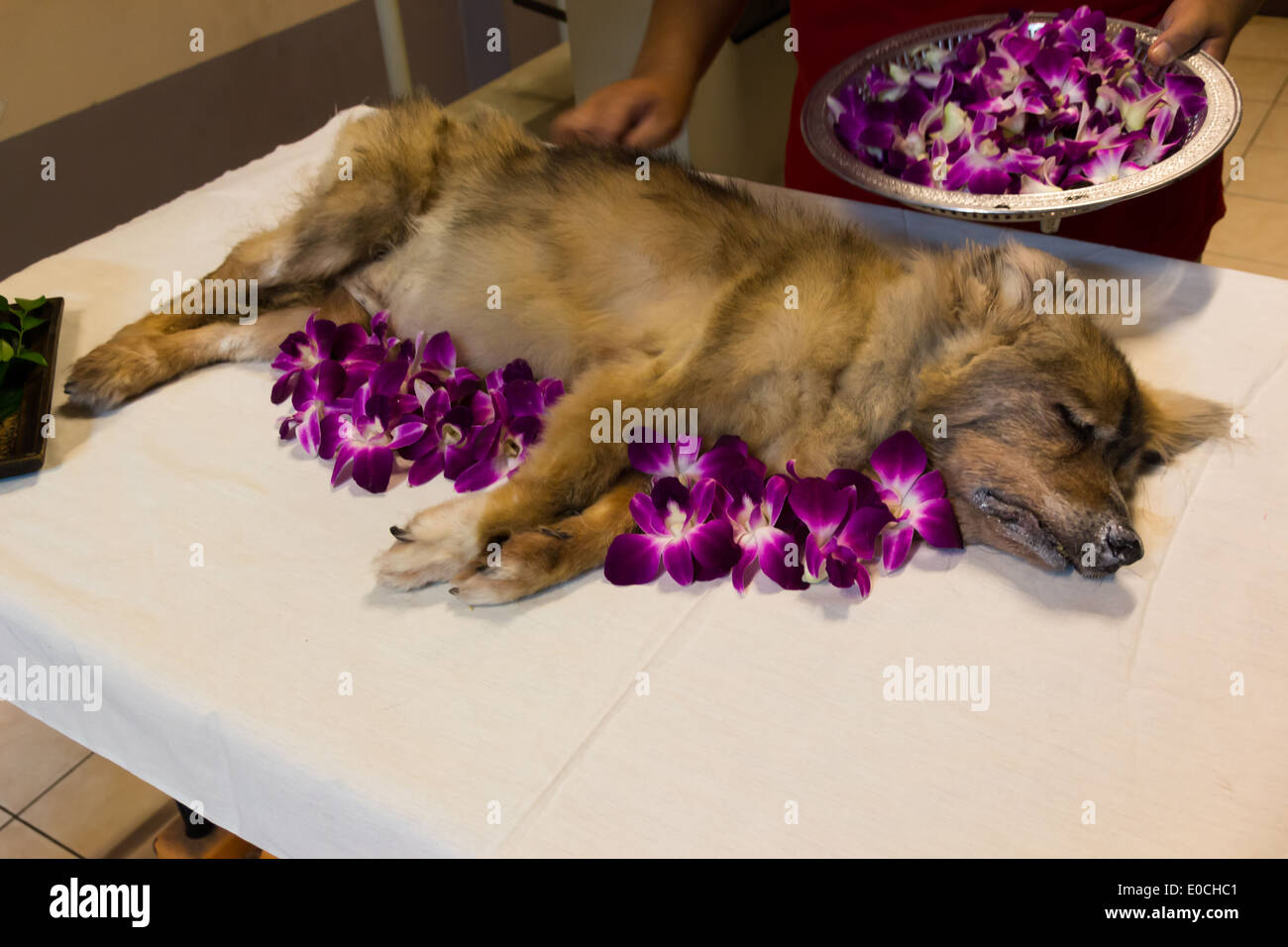 Dog funeral ceremony;Rest in peace. Stock Photo