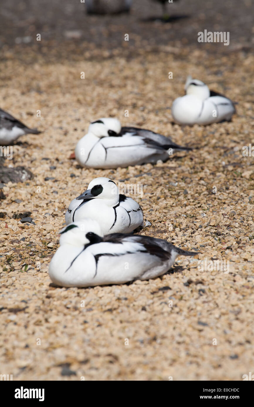 mergellus albellus smew smews Stock Photo