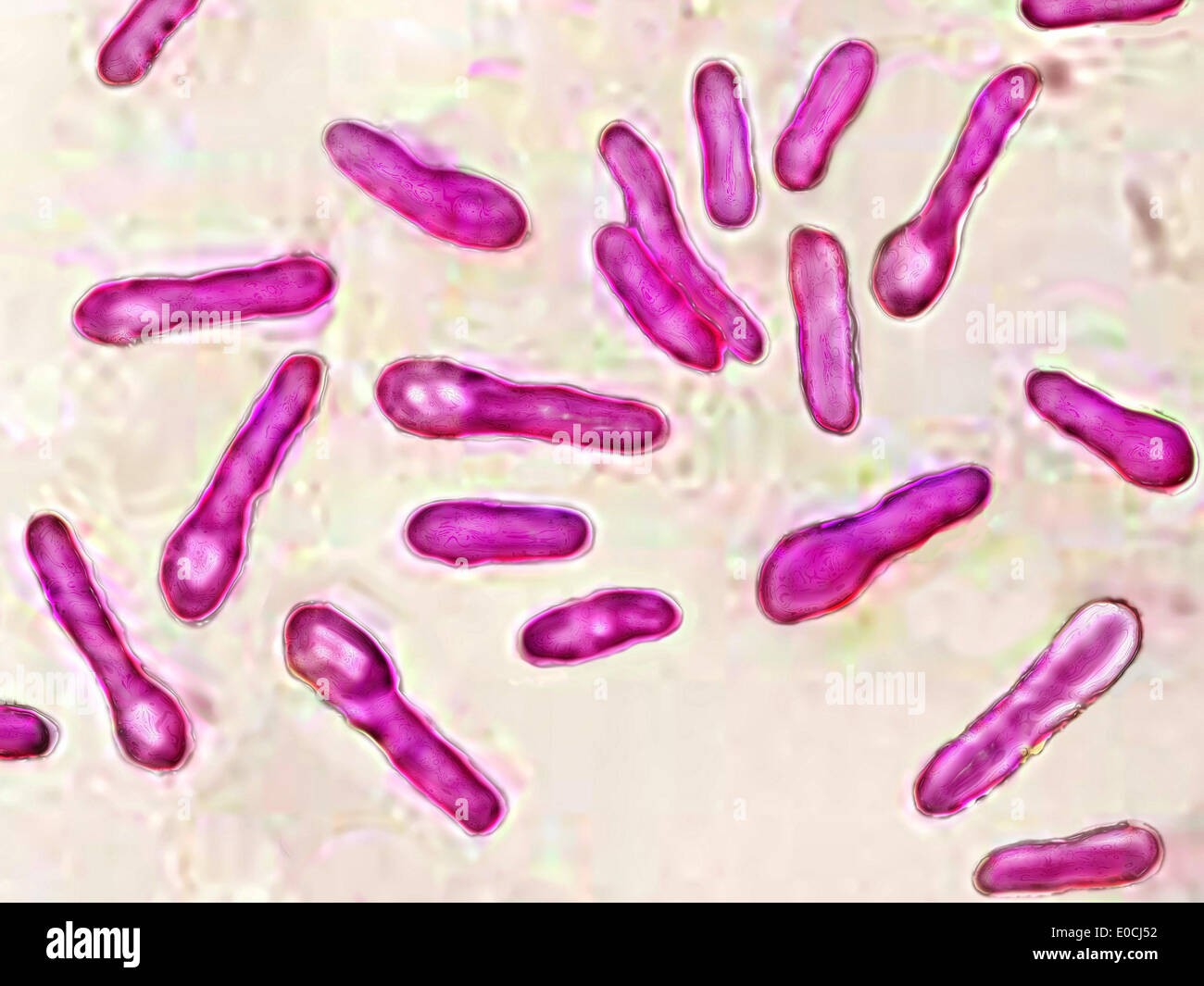 Clostridium botulinum Stock Photo