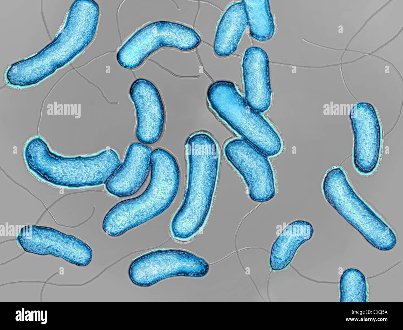 Vibrio cholerae Stock Photo