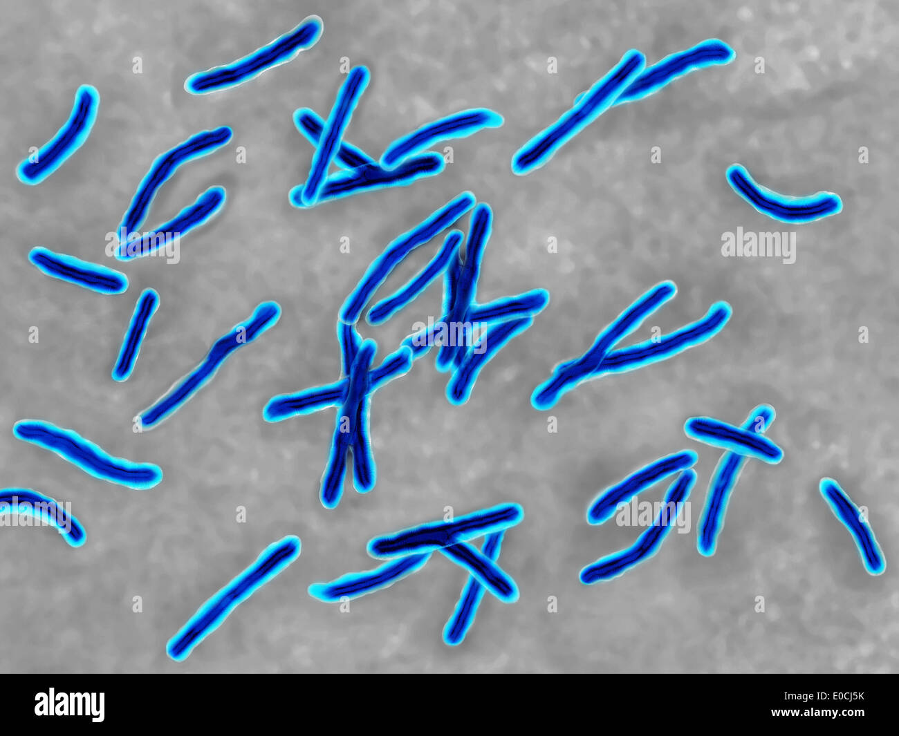 Mycobacterium tuberculosis Stock Photo