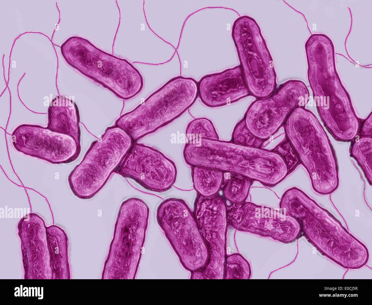 Legionella pneumophila bacteria hi-res stock photography and images - Alamy