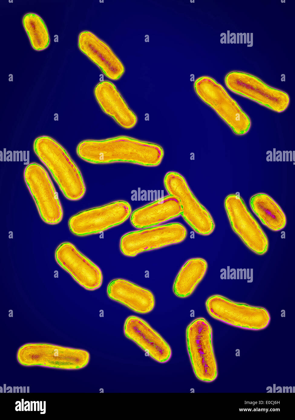 Salmonella hi-res stock photography and images - Alamy