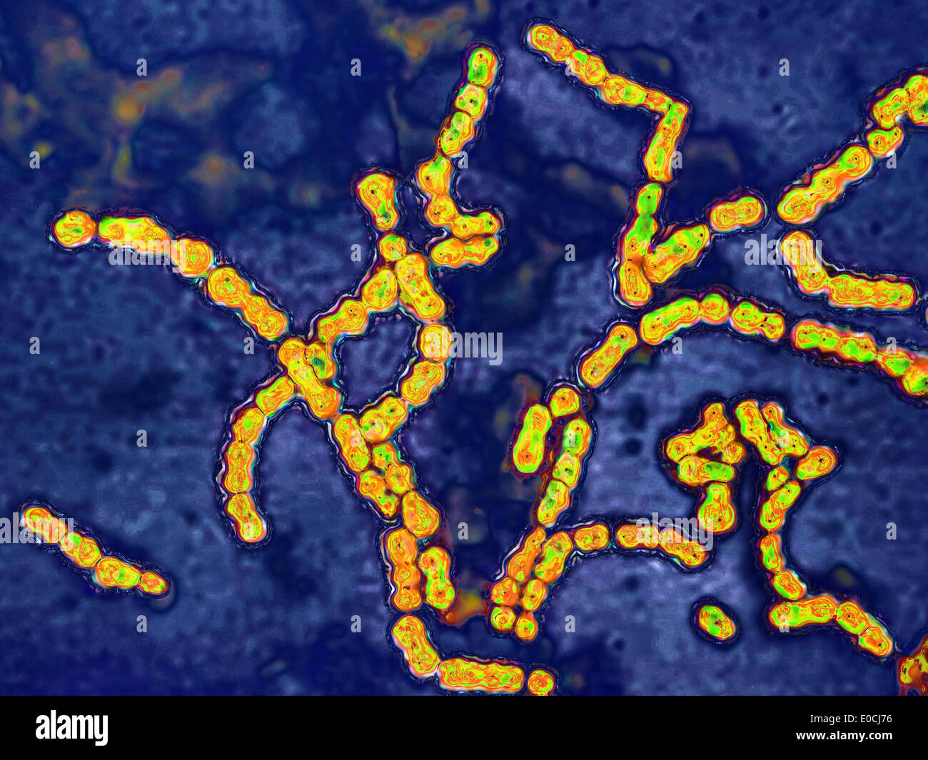 Streptococcus pyogenes Stock Photo