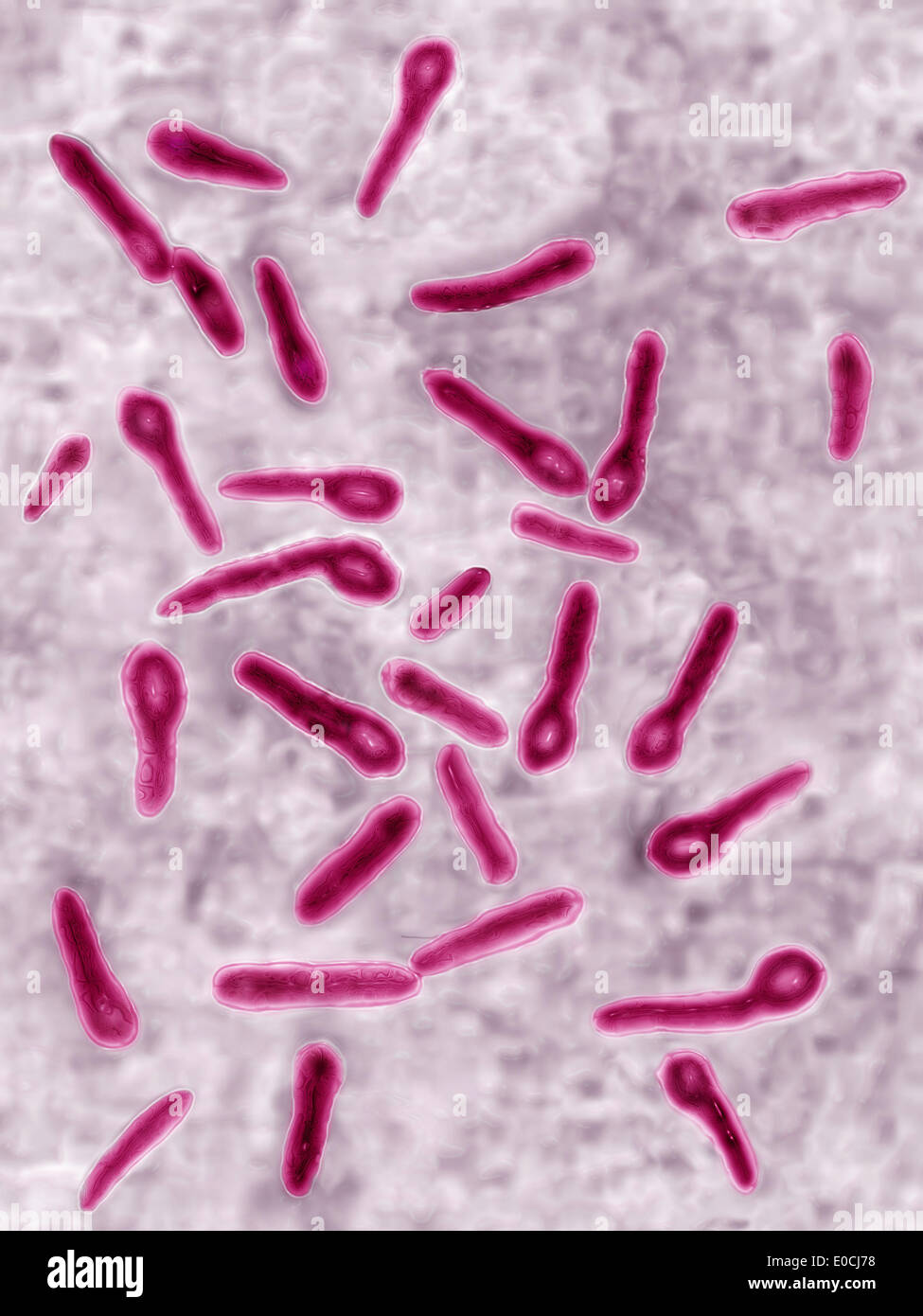 Clostridium tetani Stock Photo