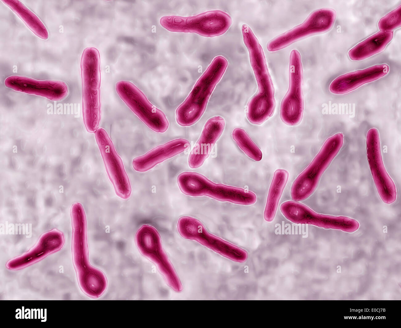 Clostridium tetani Stock Photo