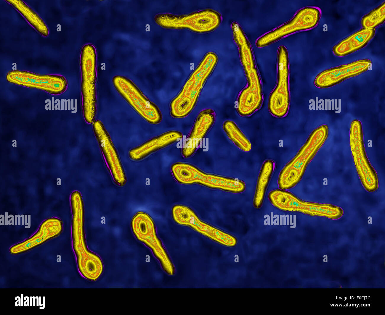 Clostridium tetani Stock Photo