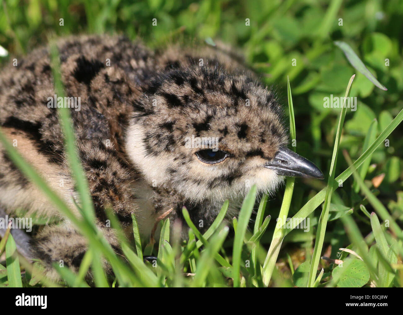 Close-up of an baby  common lapwing chick ( vanellus vanellus) hiding in the grass Stock Photo