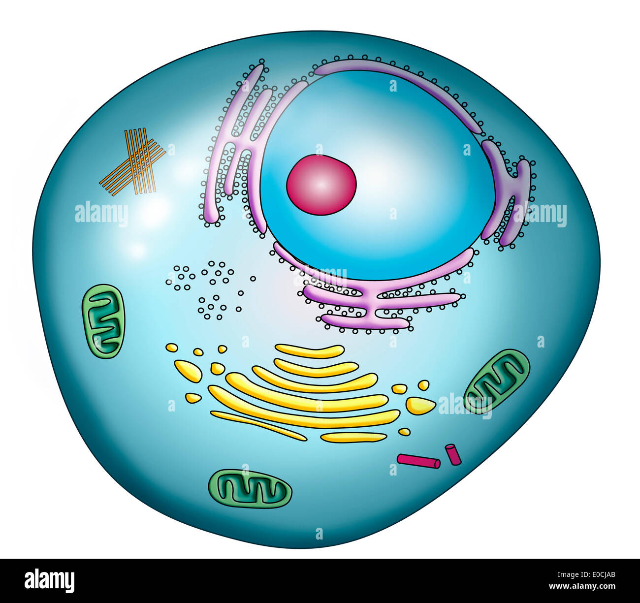 Cell, drawing Stock Photo