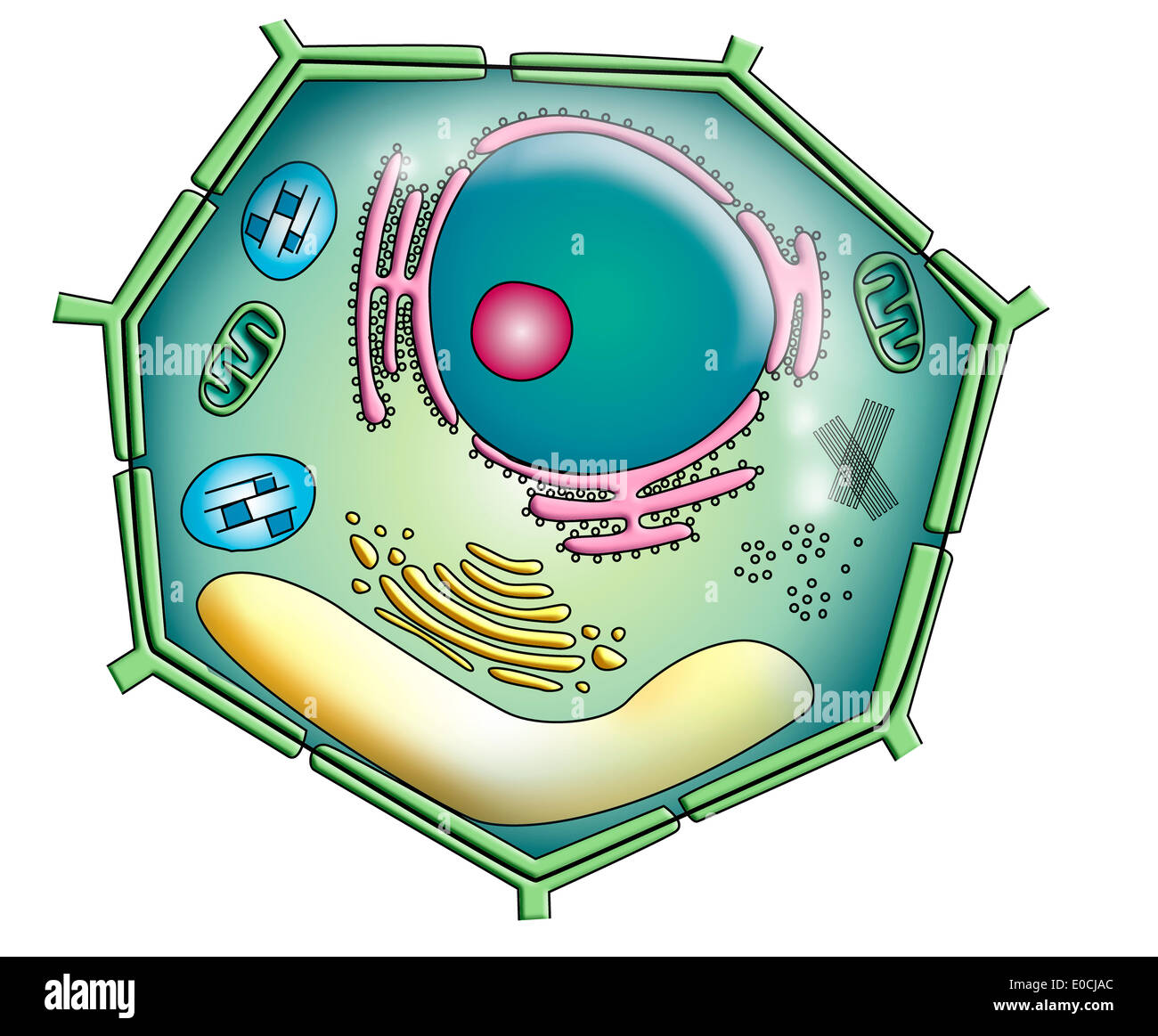 Plant Cell Diagram – Charts-saigonsouth.com.vn