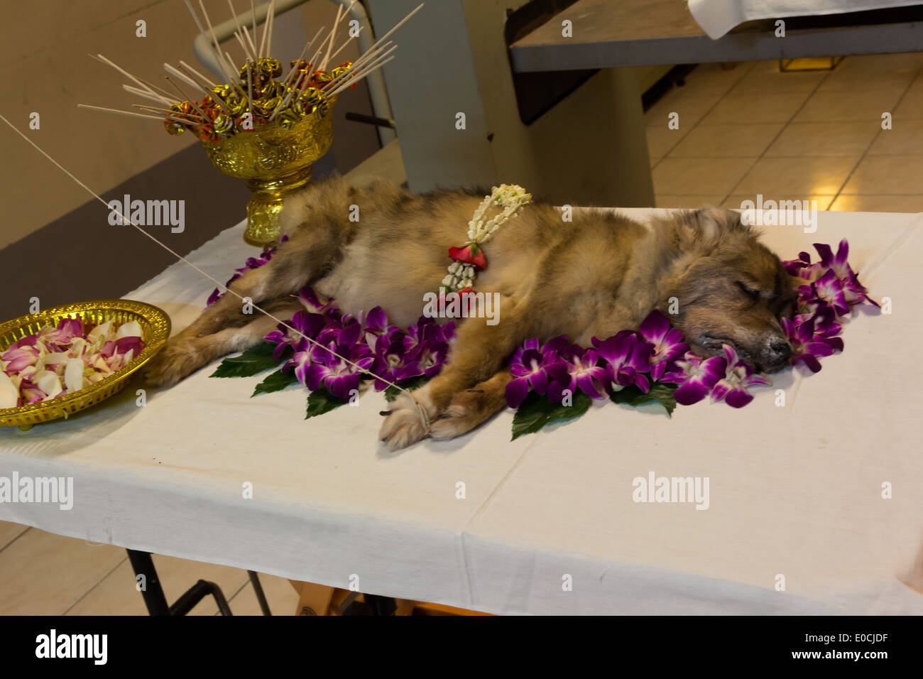 Dog funeral ceremony;Rest in peace Stock Photo Alamy