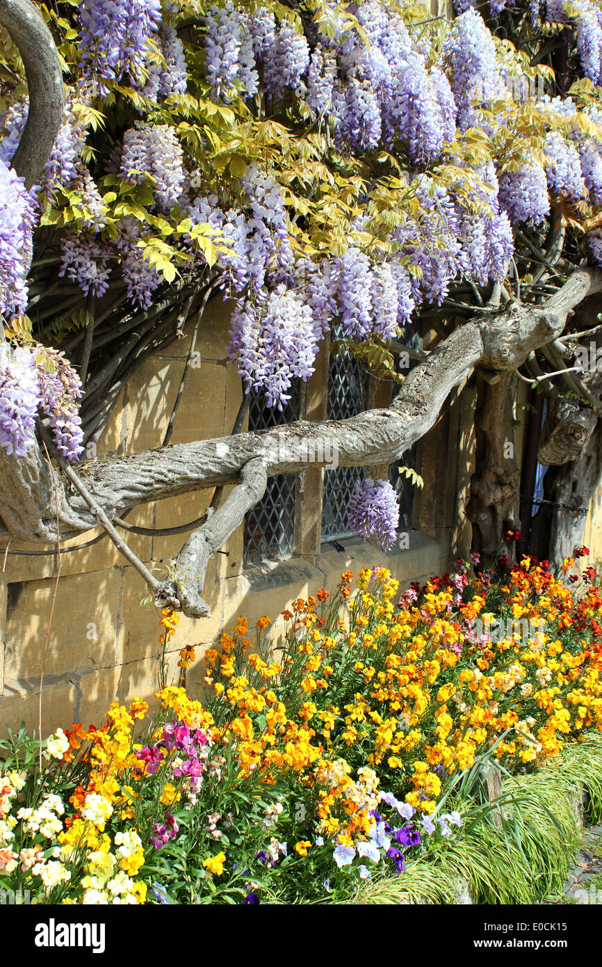 Wisteria sinensis in full bloom with wallflowers Stock Photo