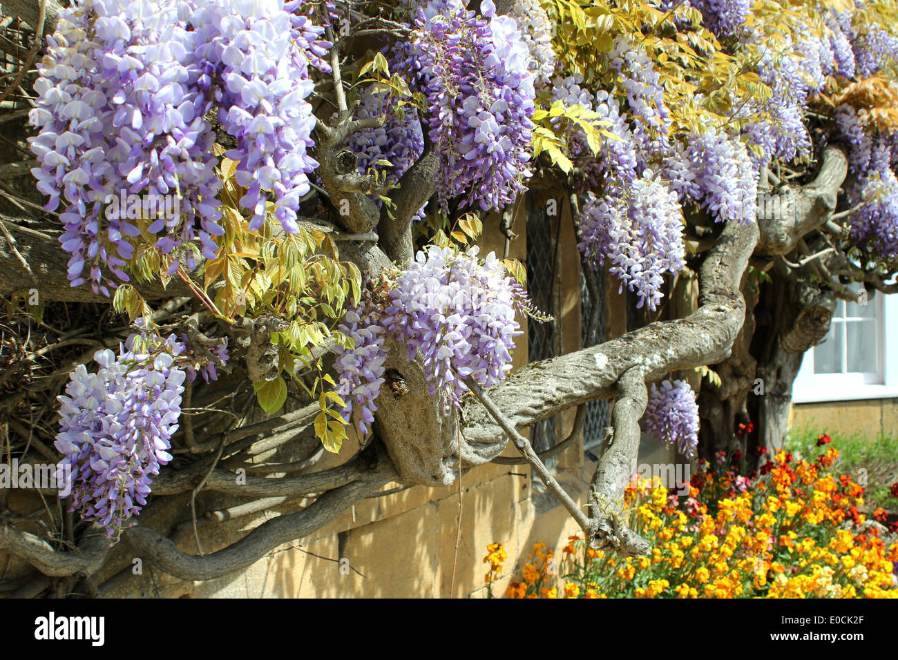 Wisteria sinensis in full bloom with wallflowers Stock Photo