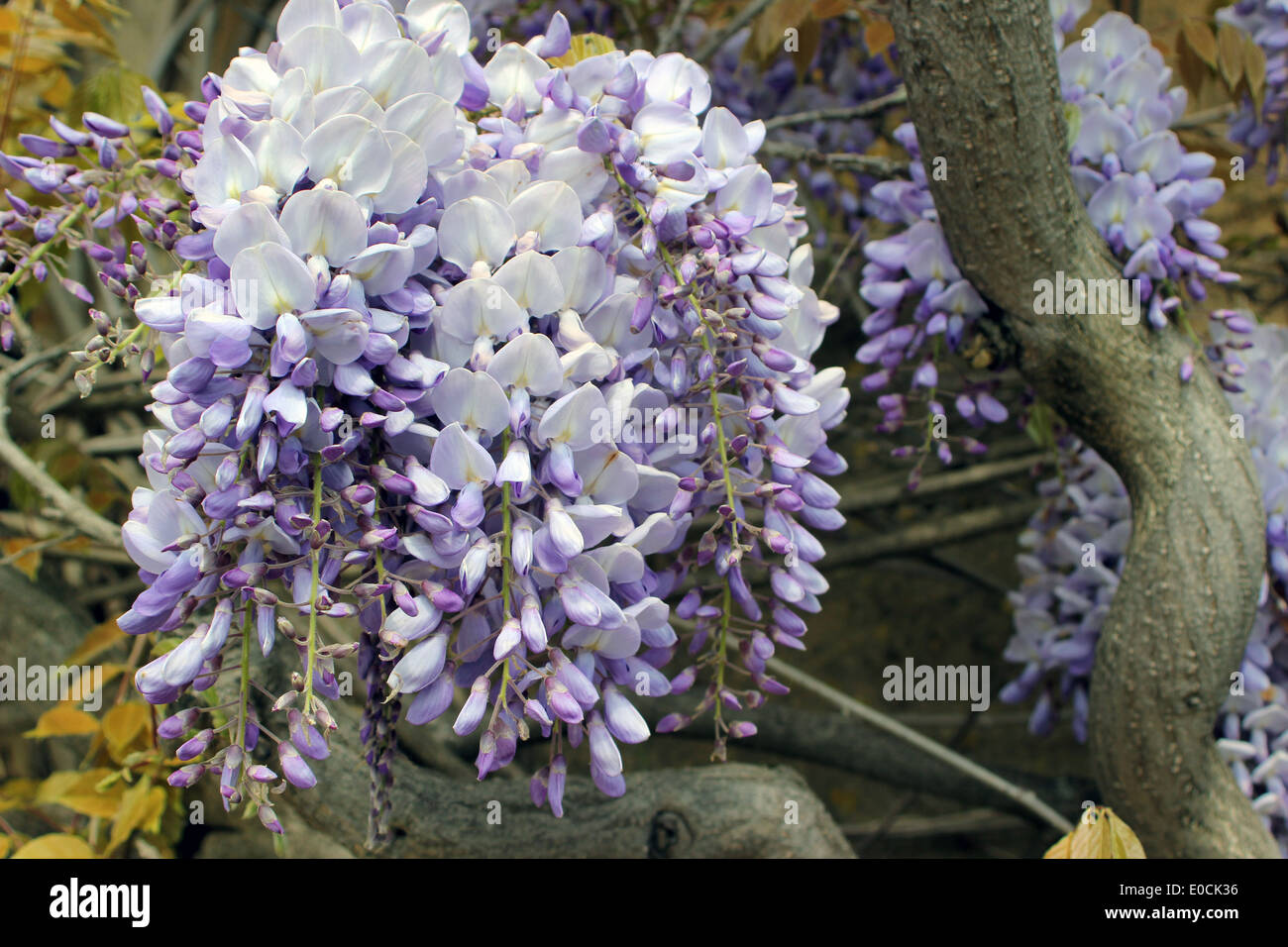 Wisteria sinensis in full bloom Stock Photo