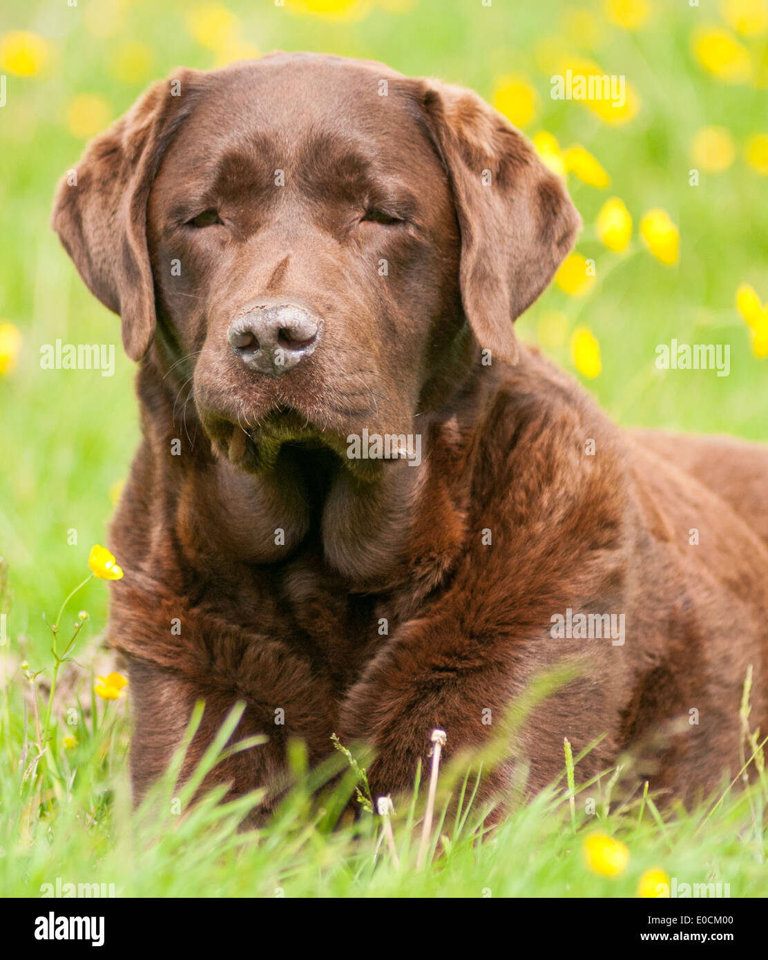 A chocolate Labradour dog sat in a field of buttercups on a sunny day Stock Photo