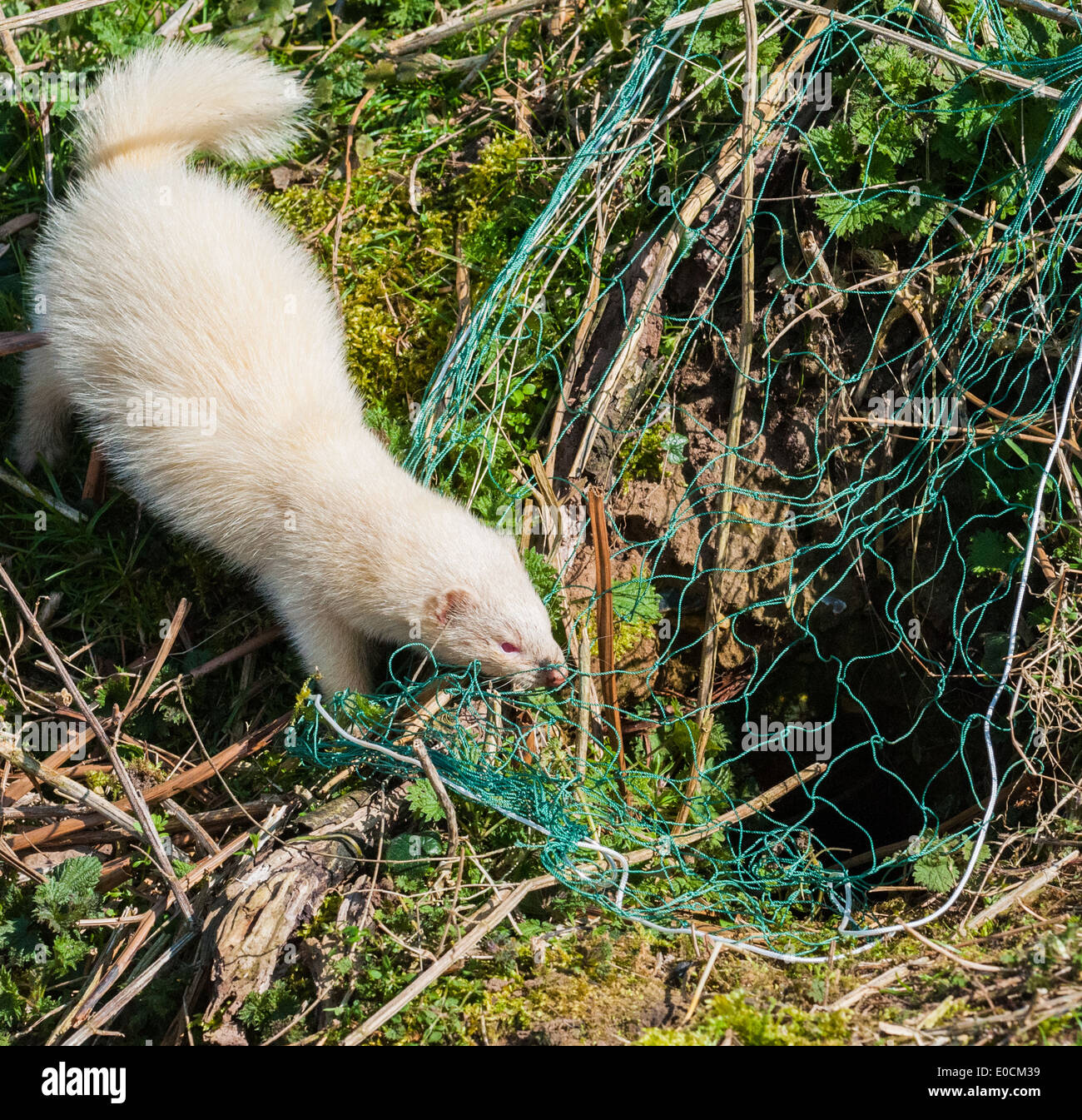 A white ferret stood near a rabbit hole on a warren, with a purse net Stock Photo
