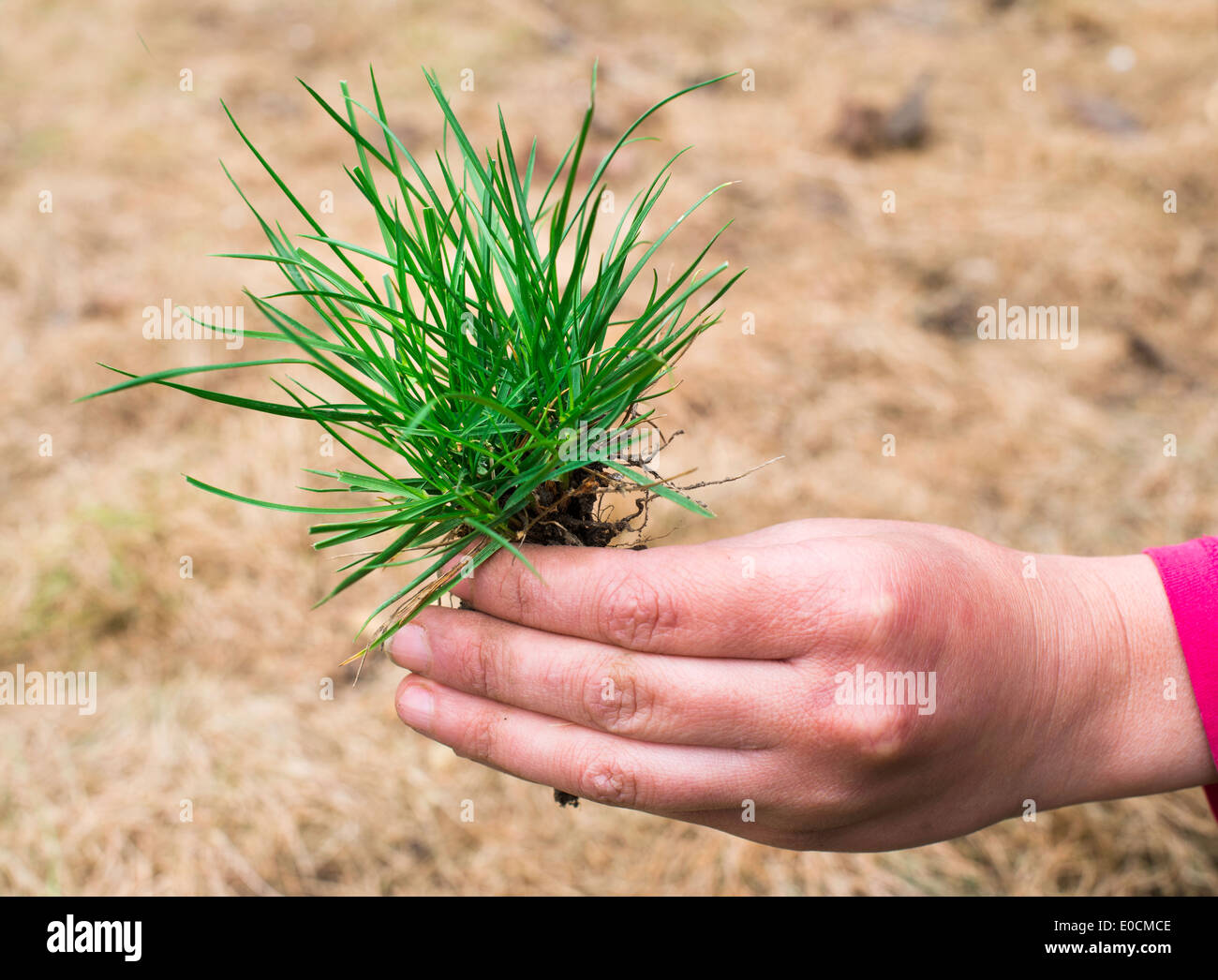Hand holding turf grass and earth Stock Photo - Alamy