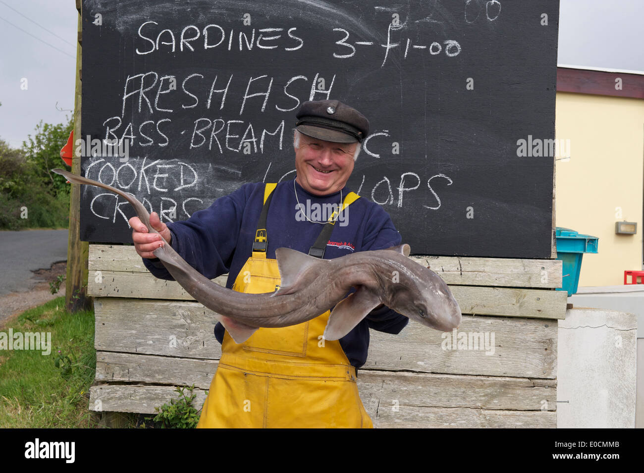 Cornwall, Fisherman, Fish Trader, Shark, Cod, Fish for Sale, Cornish Fisherman, Selling Fish, Sustainable Fishing, Happy Stock Photo