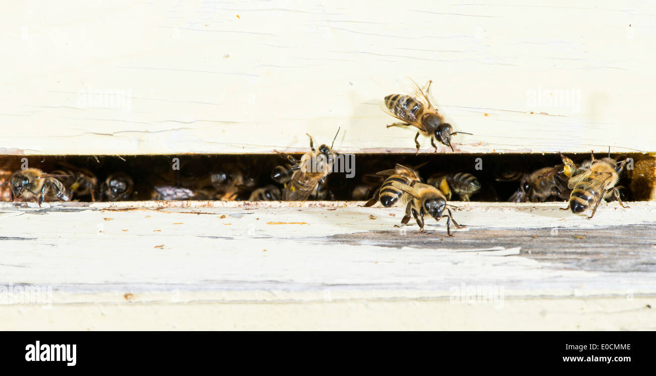 Bees entering the hive. White beehive Stock Photo - Alamy
