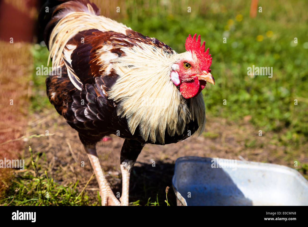 freely running chicken on the meadow of a farmer Stock Photo