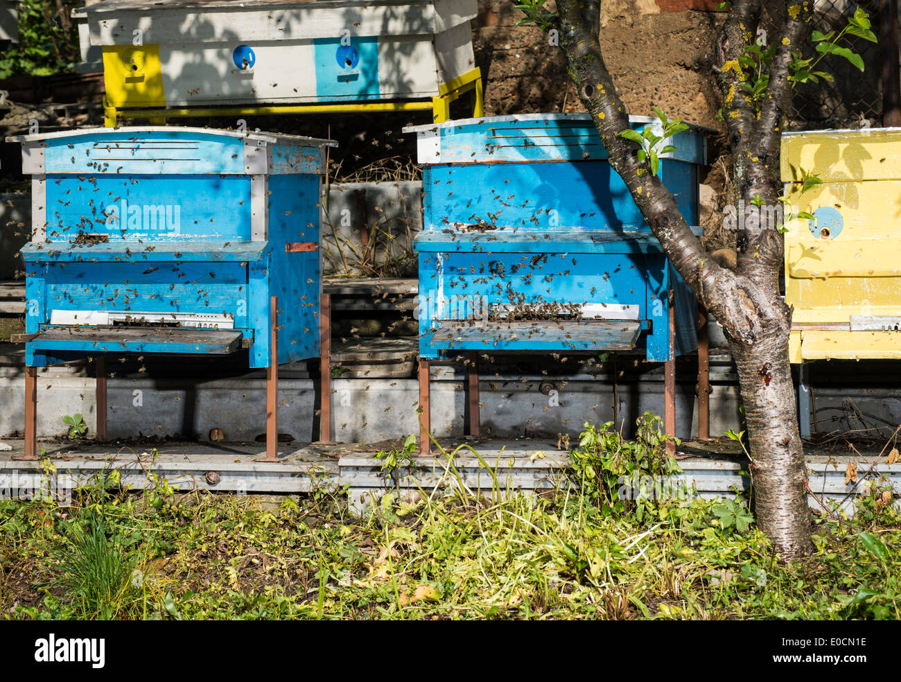 Beehive swarm bees honey bee hi-res stock photography and images - Alamy