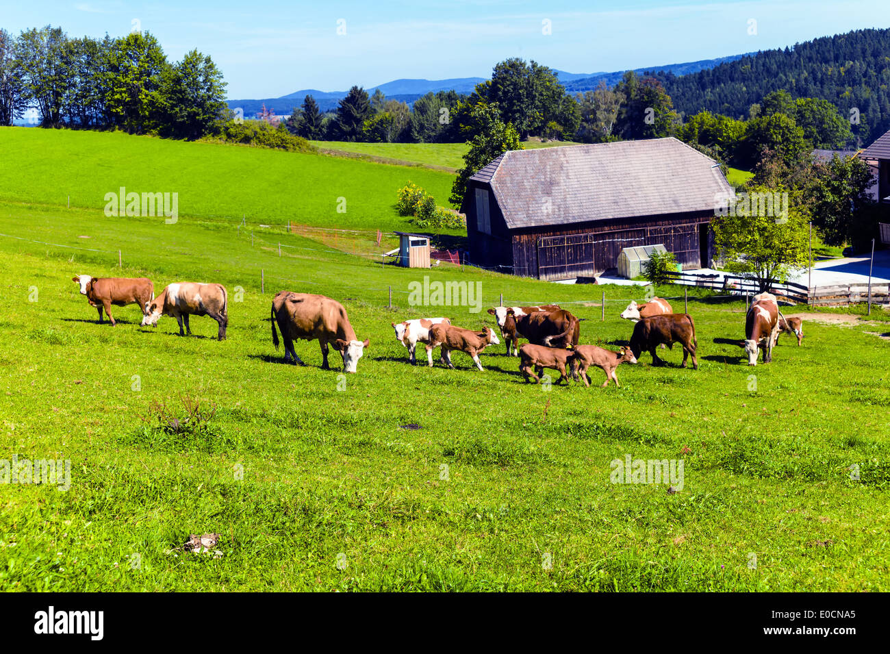 Many cows with her calves on a pasture of a farmer. Keeping of pets in the agriculture Stock Photo