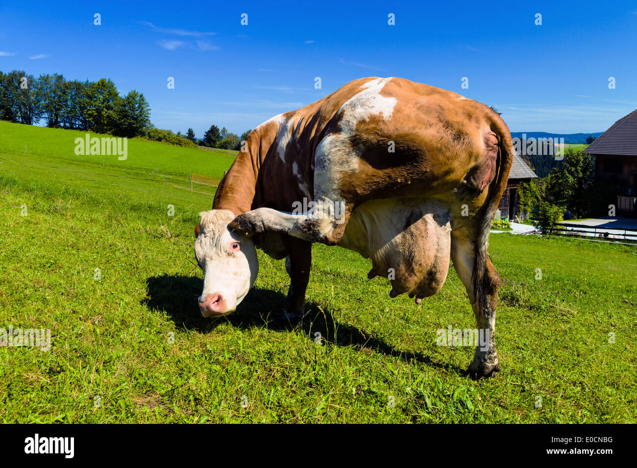 A cow stands on the summer pasture and has herself in the head. Milk price and yields of faeuer milk in the agriculture Stock Photo