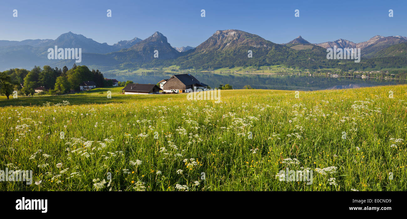 Flower meadow and farm house, St. Wolfgang at lake Wolfgangsee, Bergwerkskogel, Sparber, Bleckwand, Osterhorn, Salzkammergut, Up Stock Photo