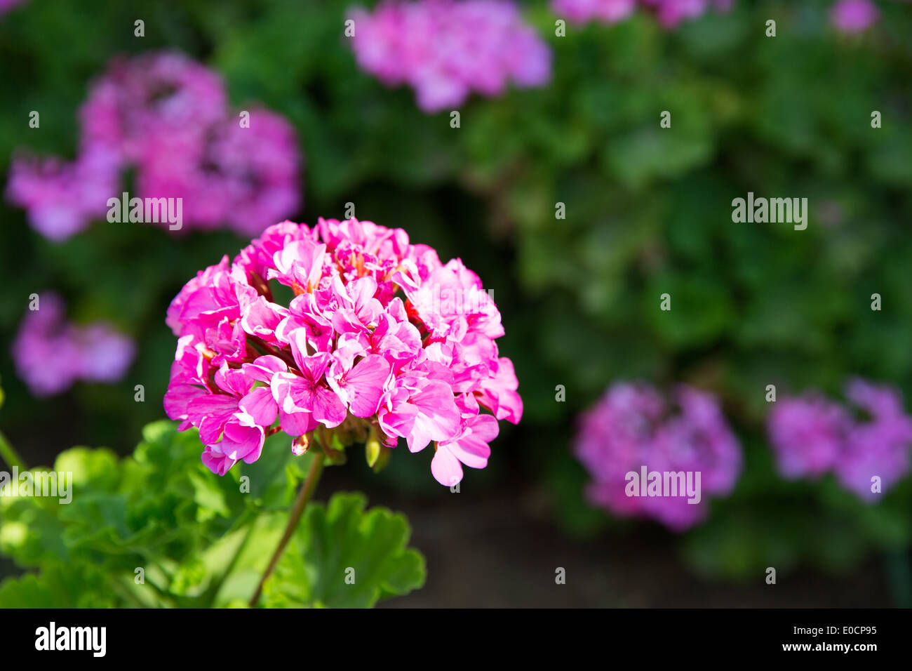 Pink Roses Greece Pink flowers in Kavros village,Crete,Greece Stock Photo - Alamy
