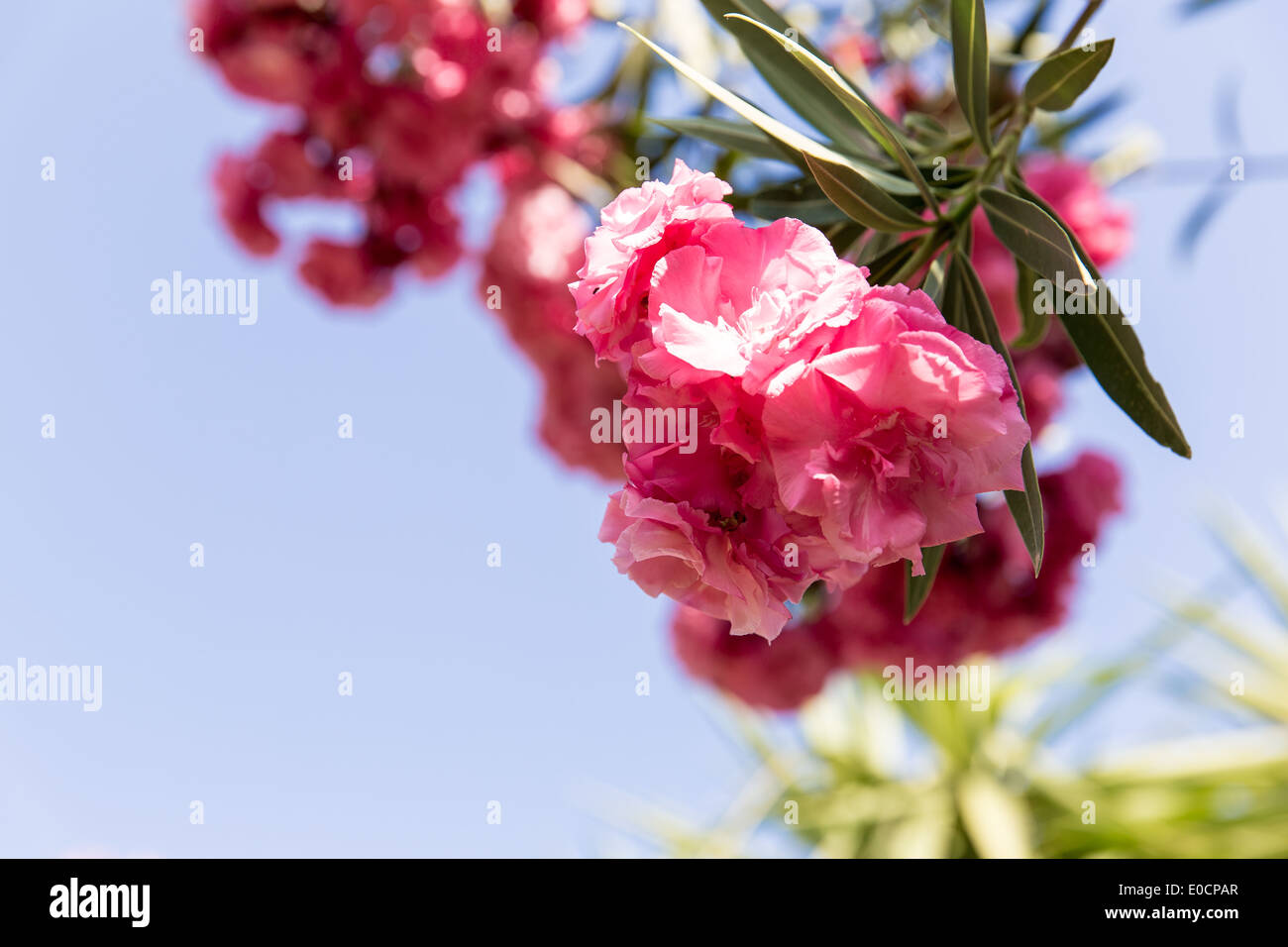 Pink Roses Greece Pink flowers in Kavros village,Crete,Greece Stock Photo - Alamy