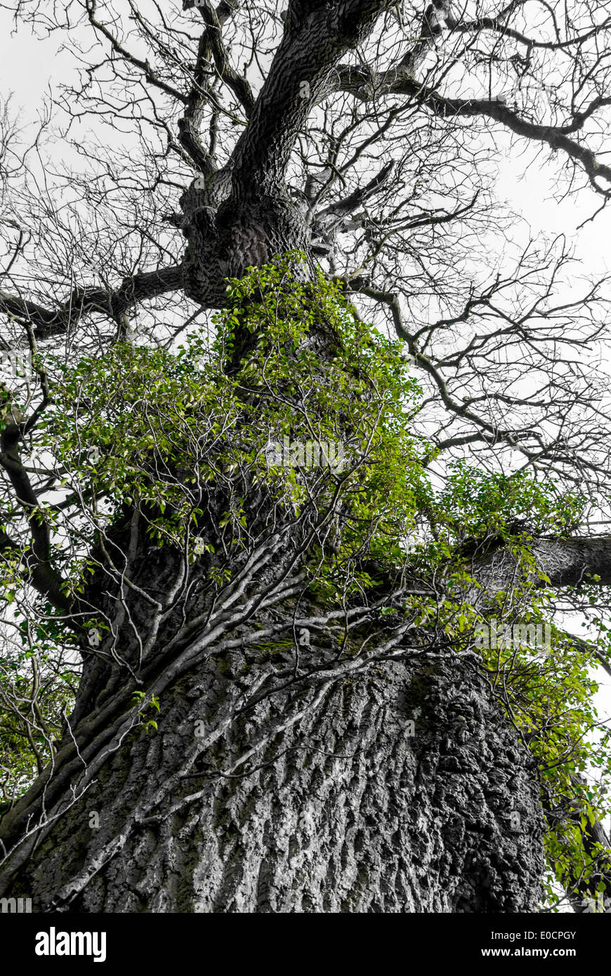 Old tall big tree hi-res stock photography and images - Alamy