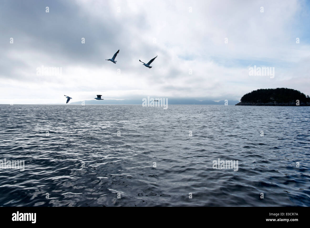 Seagulls flying over the North Sea, small Island at Storebo, Island of Huftaroy, Austevoll, Norway Stock Photo