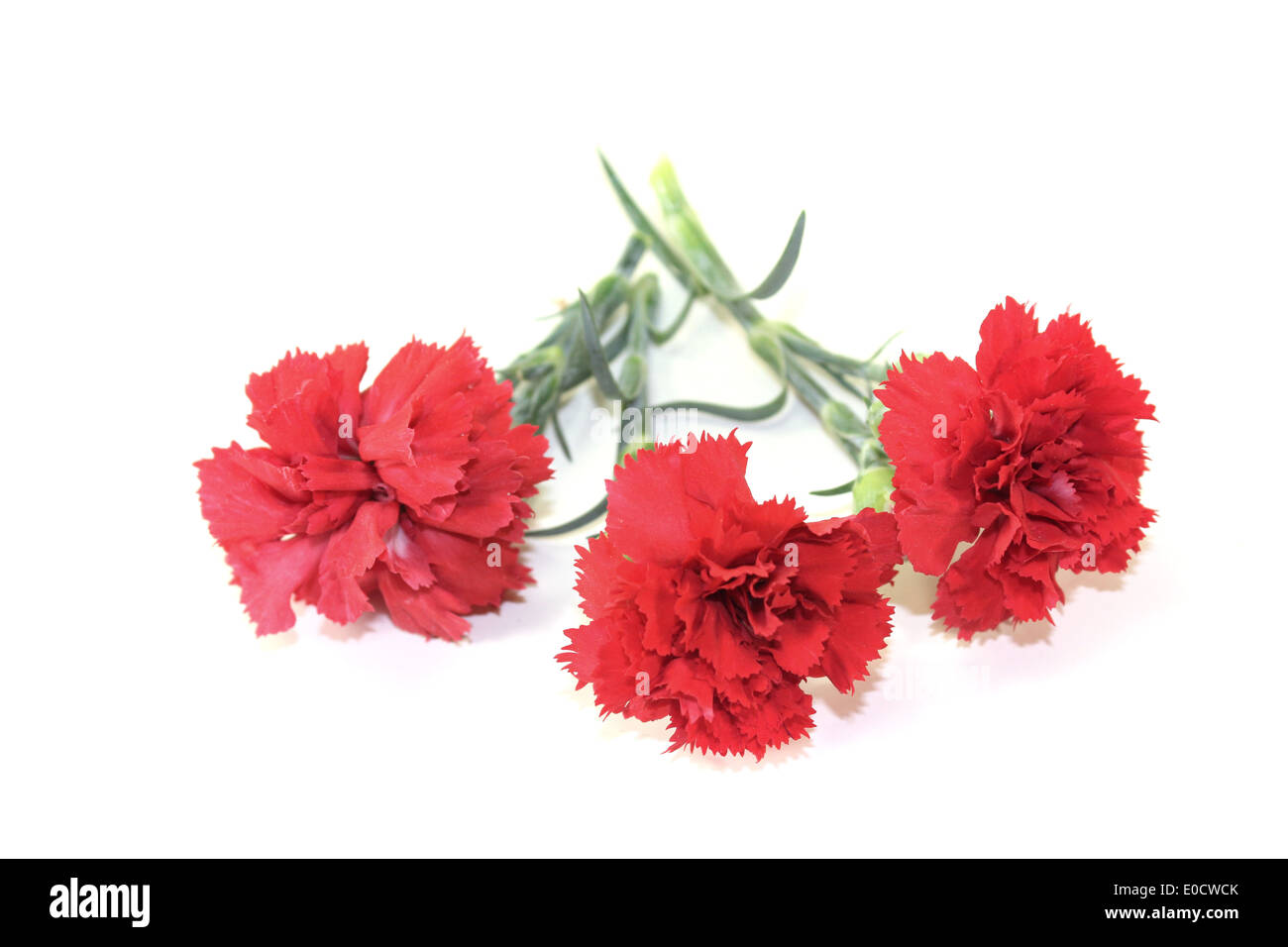 red carnations blossoms on a light background Stock Photo