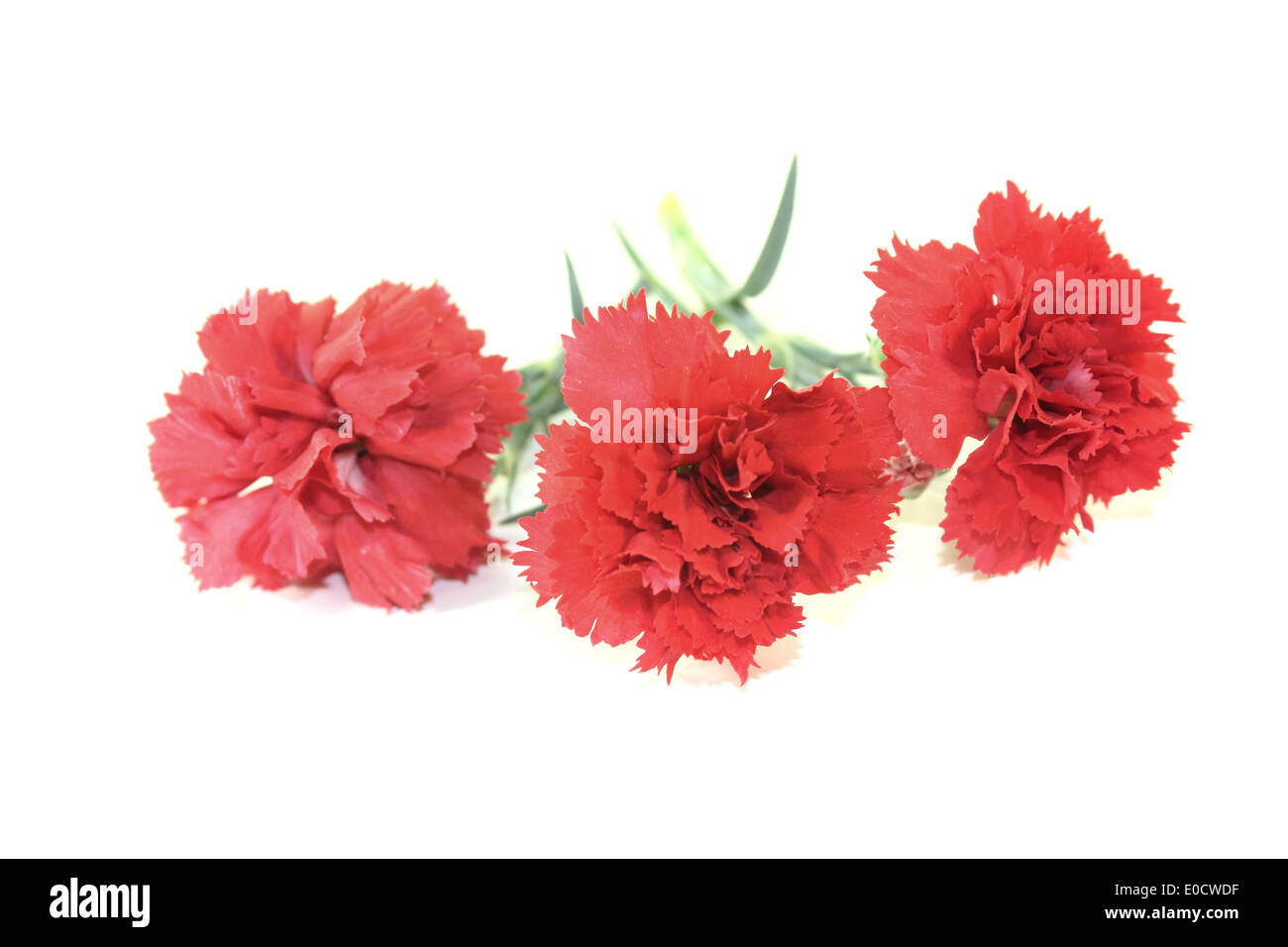 fresh red carnations blossoms on a light background Stock Photo