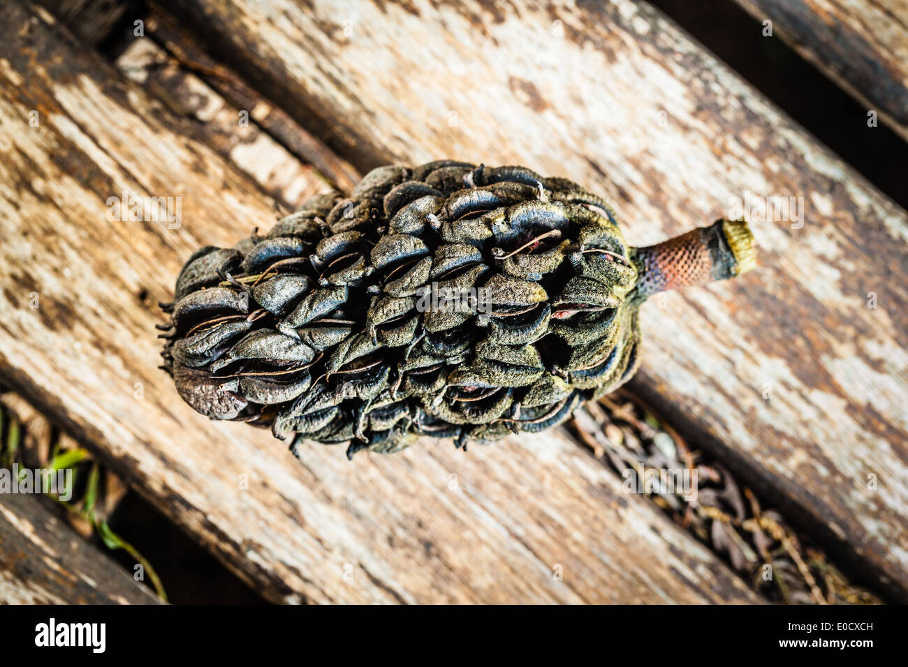 a magnolia pinecone on a wooden surface in the garden Stock Photo