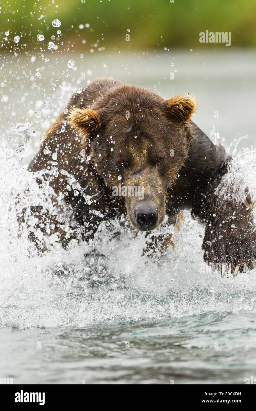 Brown (Grizzly) Bear chasing salmon in river in Geographic Harbor, Katmai National Park, Alaska, USA (Ursus arctos middendorffi) Stock Photo