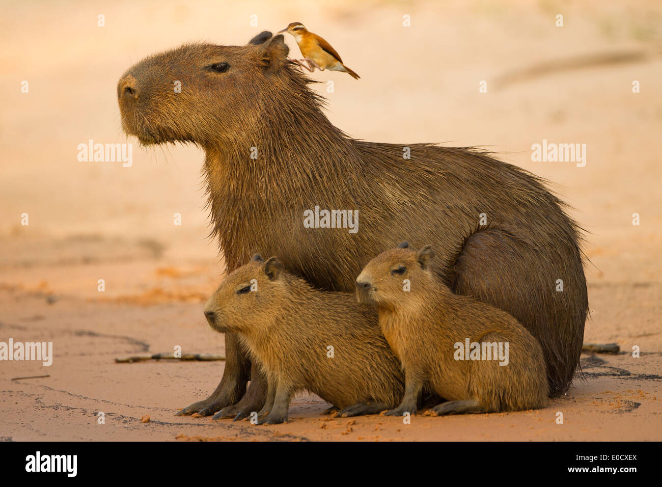 Capybara, the world's largest rodent, adult with young on bank of river, Pantanal, Brazil (Hydrochoerus hydrochaeris) Stock Photo