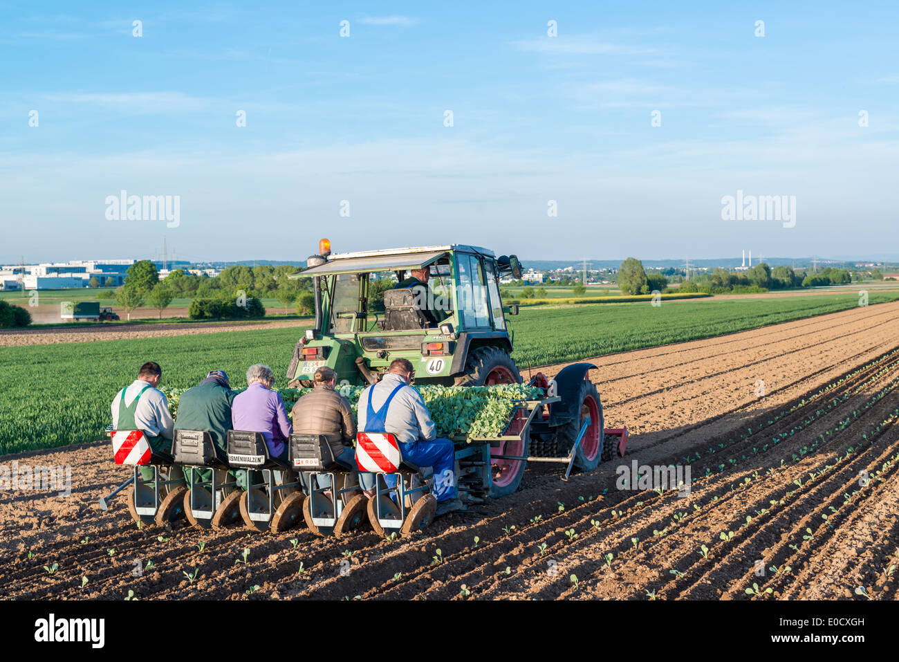 Agriculture - tractor sowing salad Stock Photo