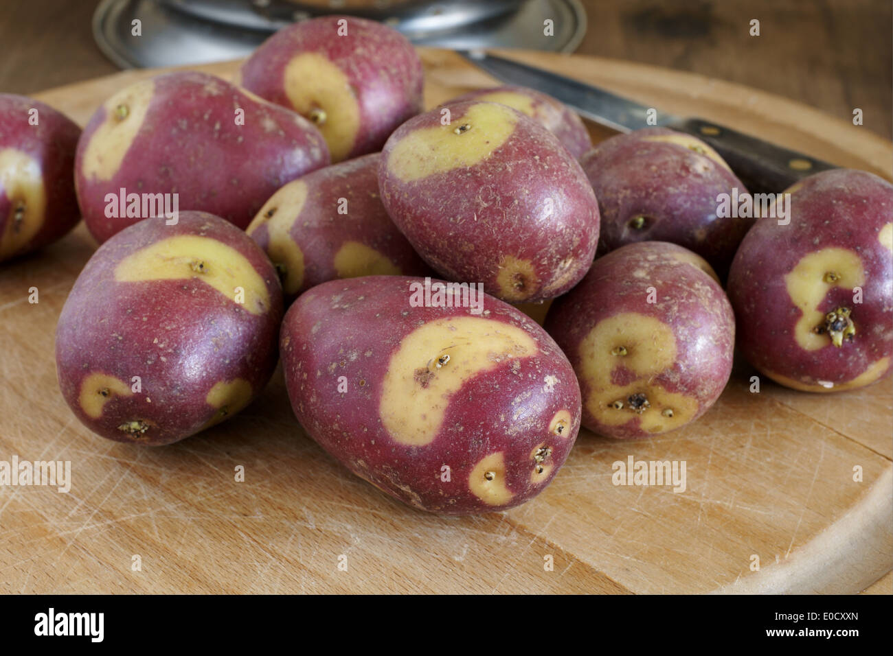 Apache Potatoes an unusual variety with red skins and creamy white patches good for roasting or boiling Stock Photo