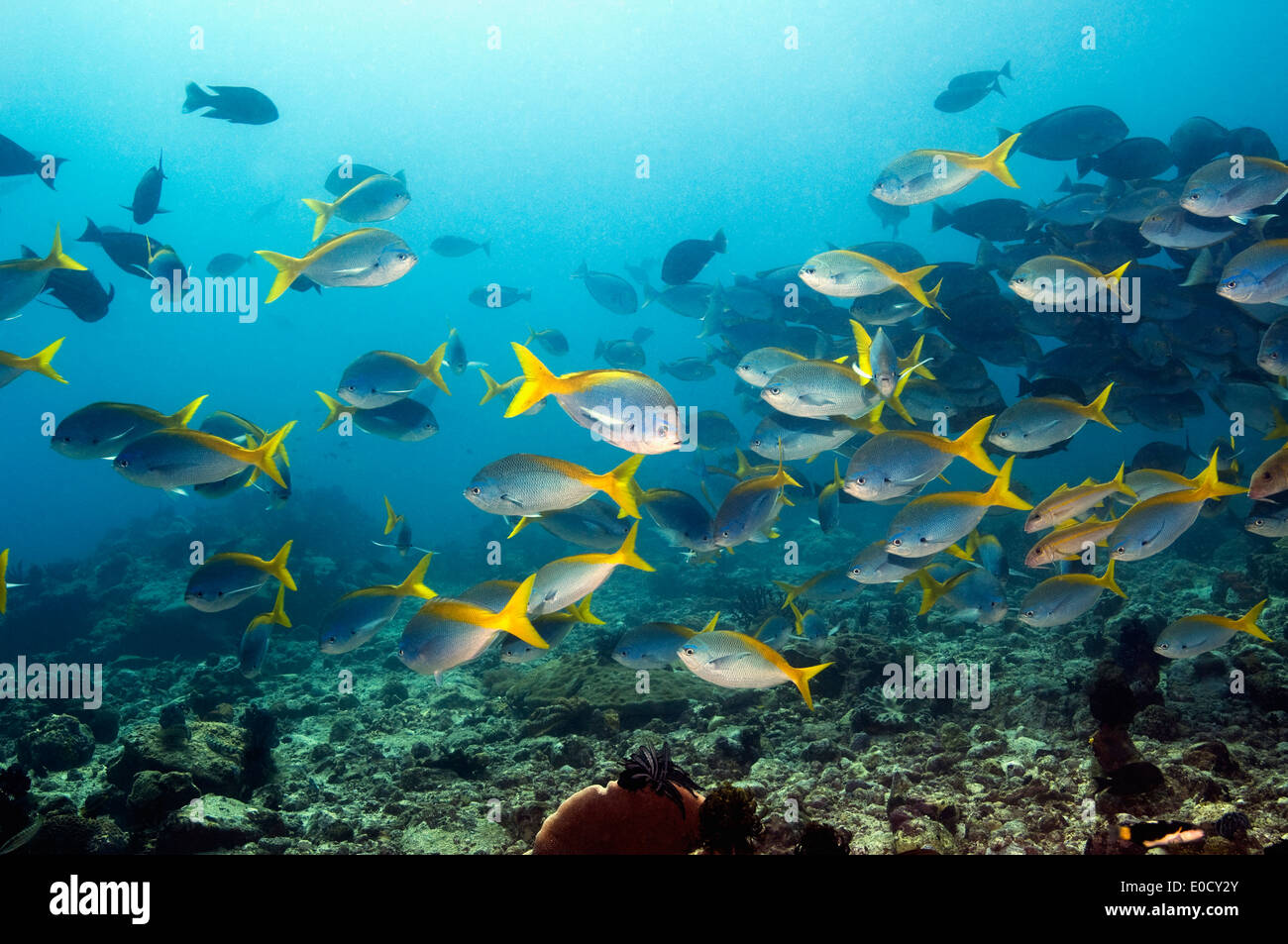 Deep-bodied fusilier school over coral reef, Indonesia. (Caesio cuning) Stock Photo