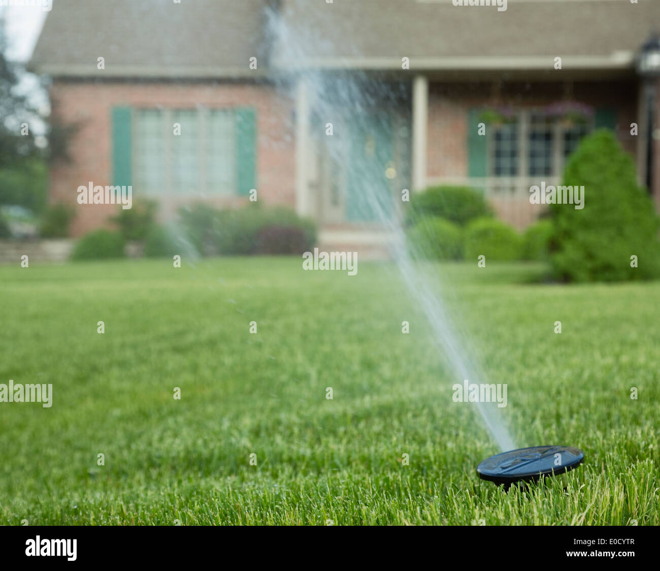 Sprinkler on lawn in front of house Stock Photo Alamy