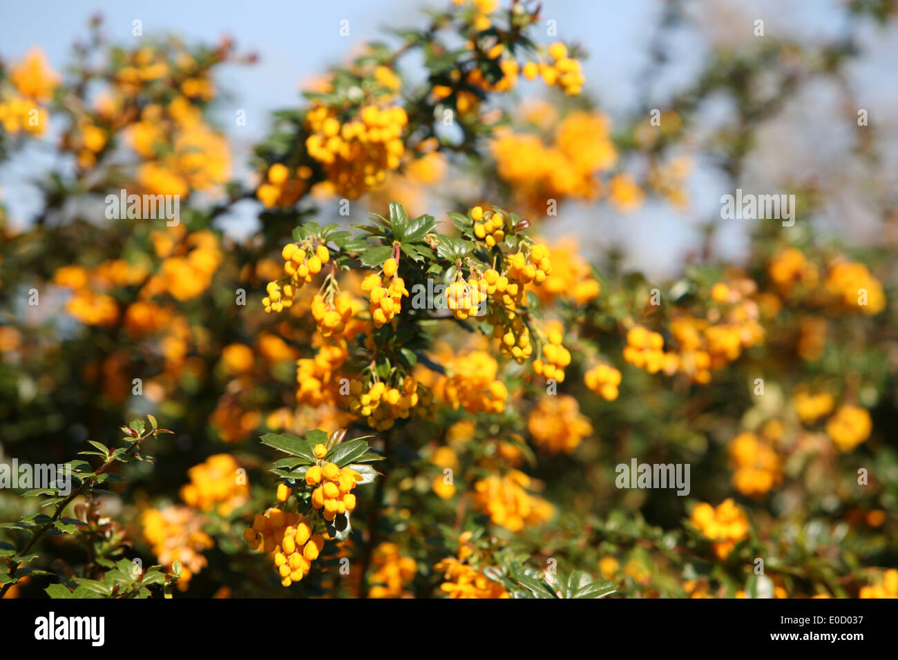 berberis flowers in spring Stock Photo