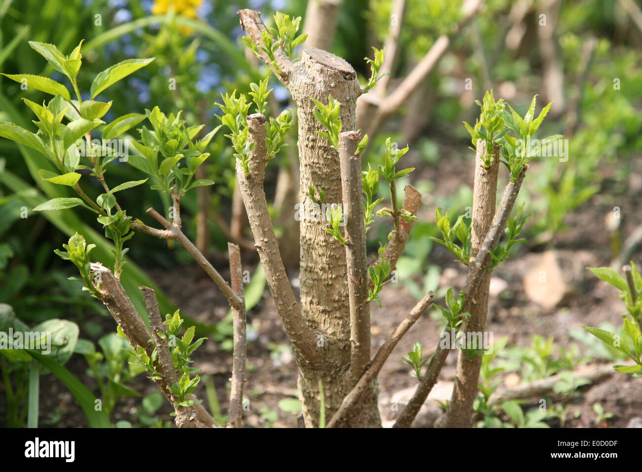 new shoots on a forsythia shrub Stock Photo