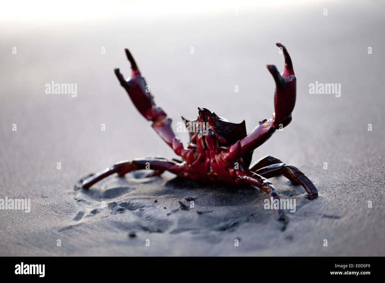 A Kelp Crab warns the photographer to keep his distance, Oregon, USA (Pugettia producta) Stock Photo